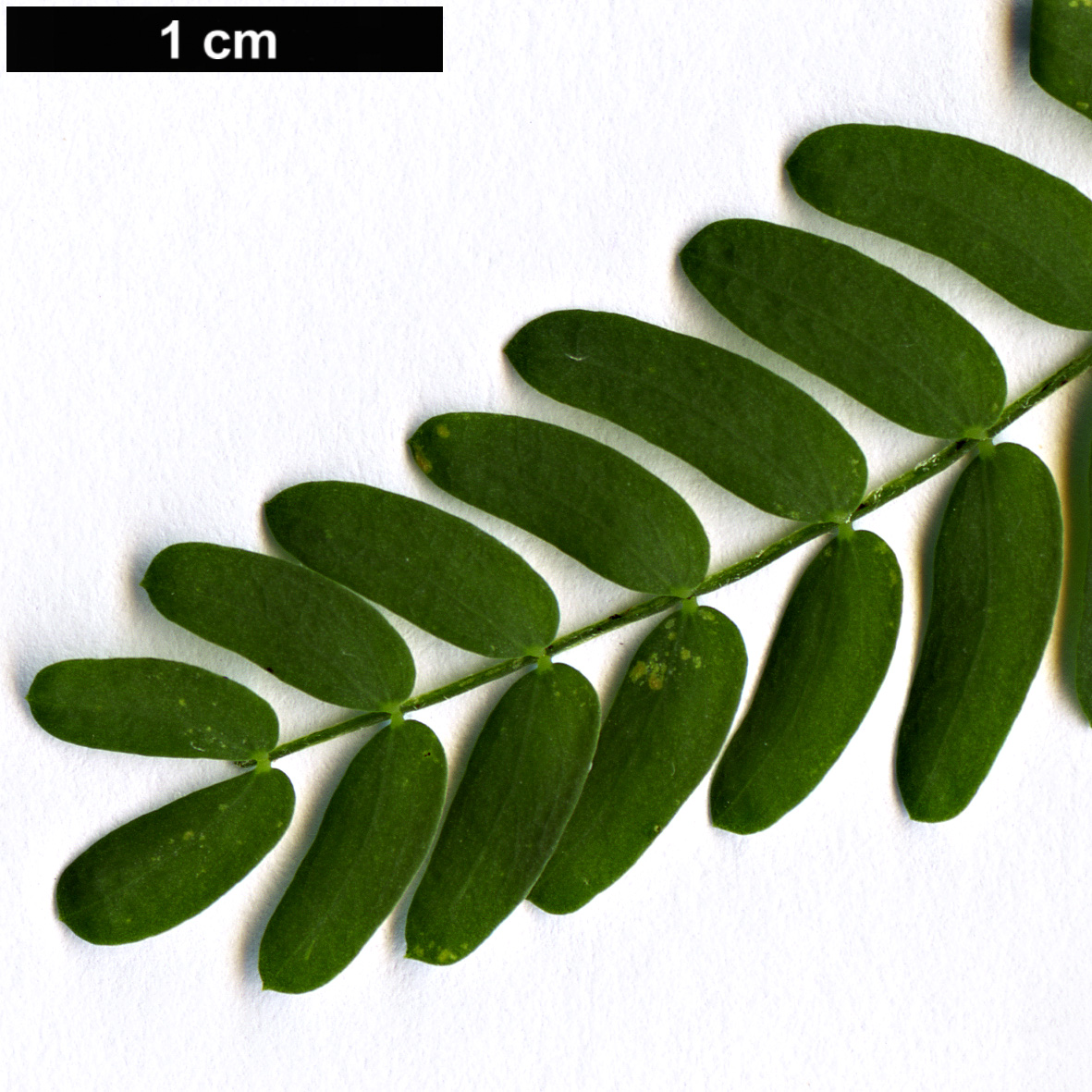 High resolution image: Family: Fabaceae - Genus: Acacia - Taxon: melanoxylon